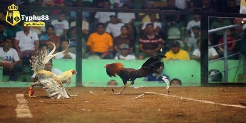 Đá gà trực tiếp typhu88 được hội viên đánh giá cao