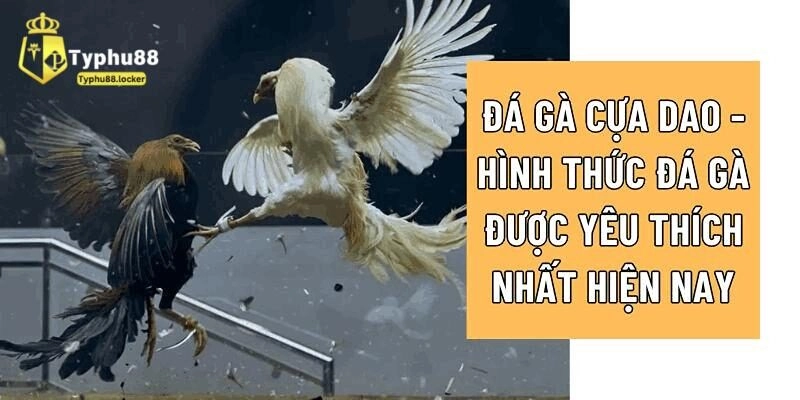 Top giống đá gà cựa dao thịnh hành