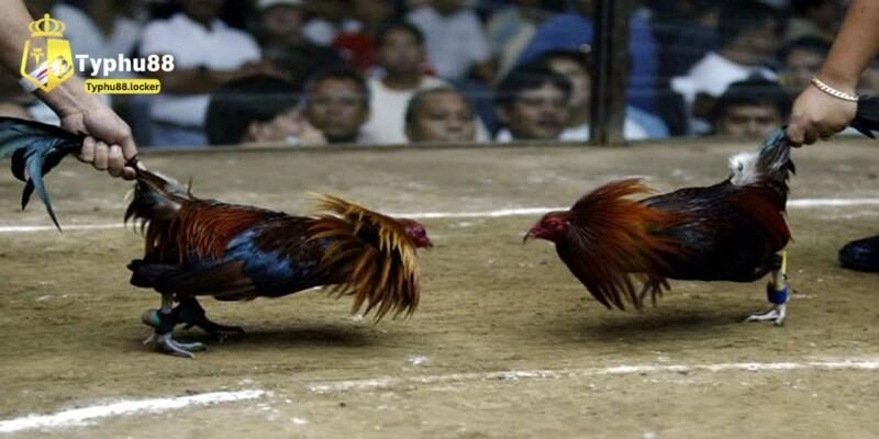 Sơ lược về đá gà cựa dao online hấp dẫn