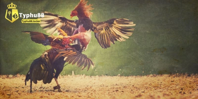 Tổng hợp các hình thức đá gà Typhu88 hấp dẫn