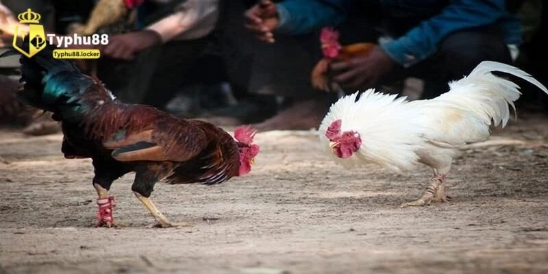 Sơ lược về đá gà Thomo online hấp dẫn