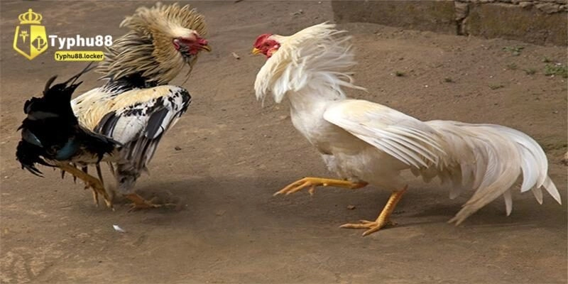 Kinh nghiệm nuôi gà đá cần biết