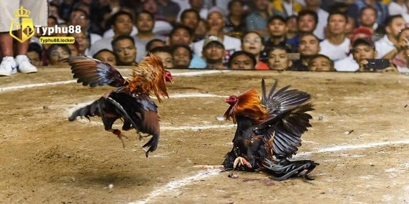 Lý do nên tham gia đá gà Thomo tại Typhu88