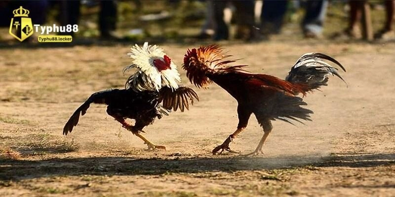 Những vấn đề khác cần chú ý khi nuôi gà đá