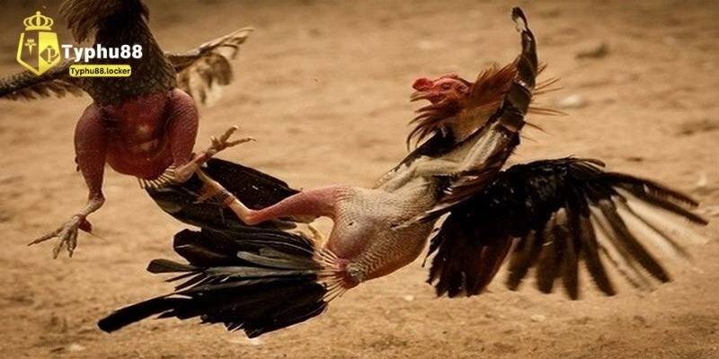 Chia sẻ luật đá gà Thomo chi tiết cho tân binh