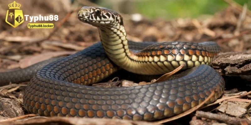 Nằm Mơ Thấy Rắn Là Điềm Gì? Bật Mí Con Số Tài Lộc Typhu88