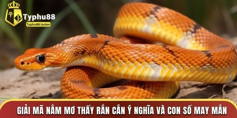 Gặp nhiều “Na” quấn quanh cổ mình 